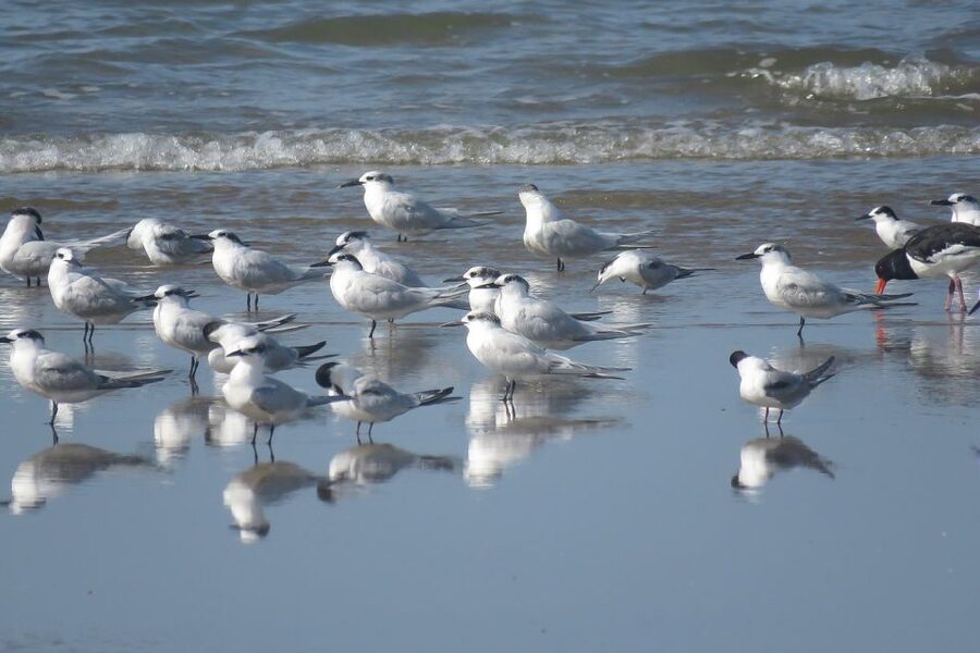 From Seville: Doñana National Park Day Trip - La Rocina trails and the feel of the park