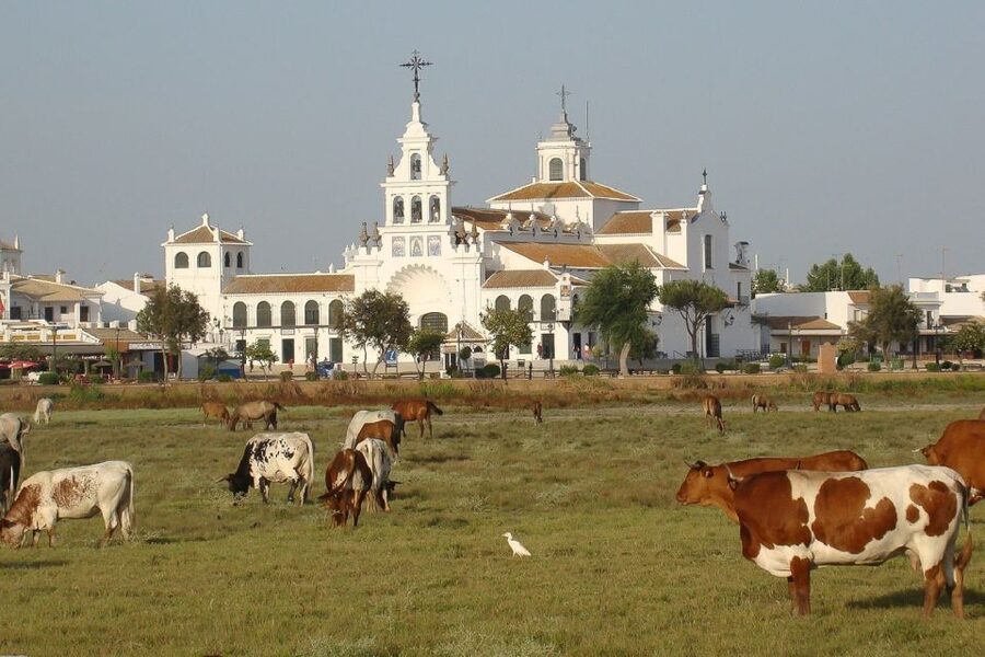 From Seville: Doñana National Park Day Trip - Wildlife: birds are realistic, lynx is luck