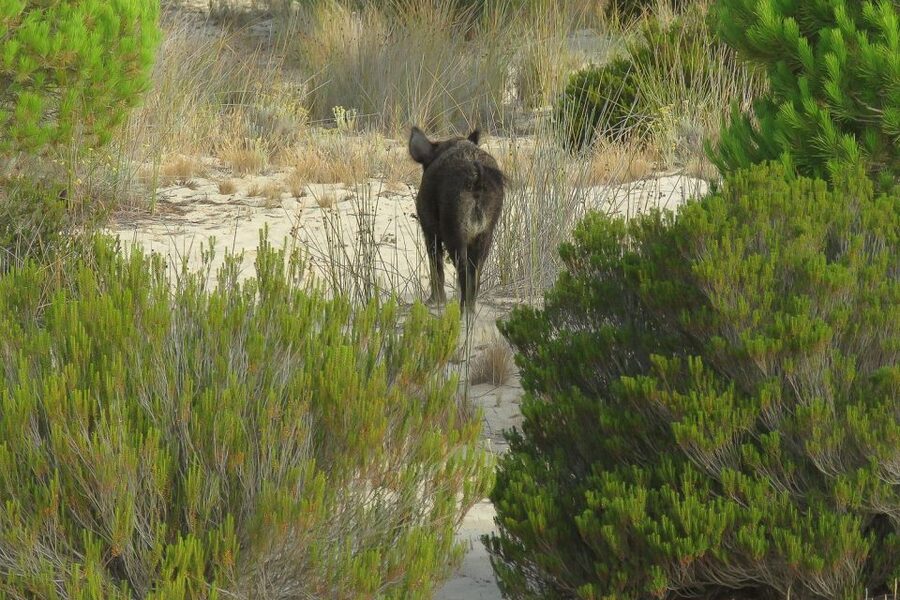 From Seville: Doñana National Park Day Trip - What the guide adds to the day
