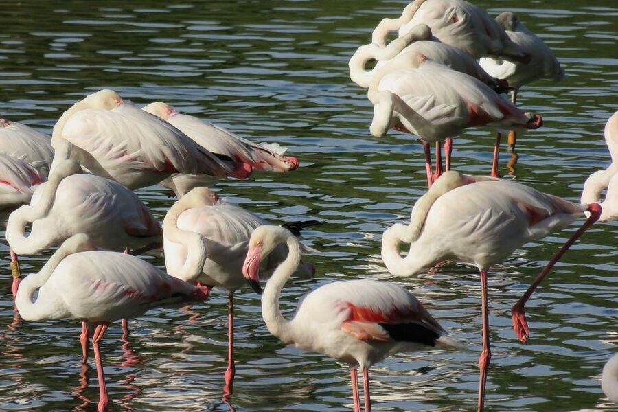 From Seville: Doñana National Park Day Trip - Leaving Seville through Coria del Río