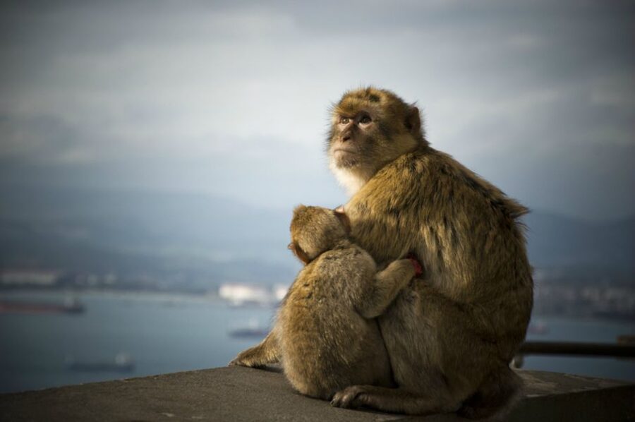 From Seville: Gibraltar Sightseeing Tour - Crossing into Gibraltar takes planning