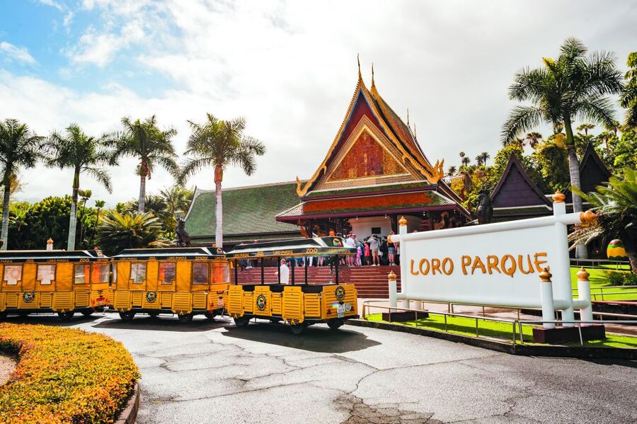 From South Tenerife: Loro Park Zoo Ticket & Hotel Transfers - The details that matter most