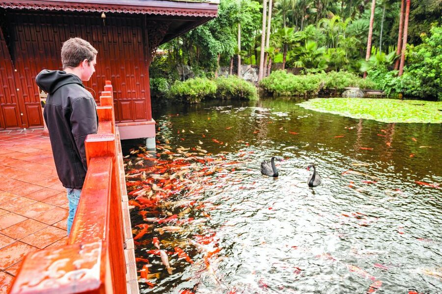 From South Tenerife: Loro Park Zoo Ticket & Hotel Transfers - Who will enjoy this day most?