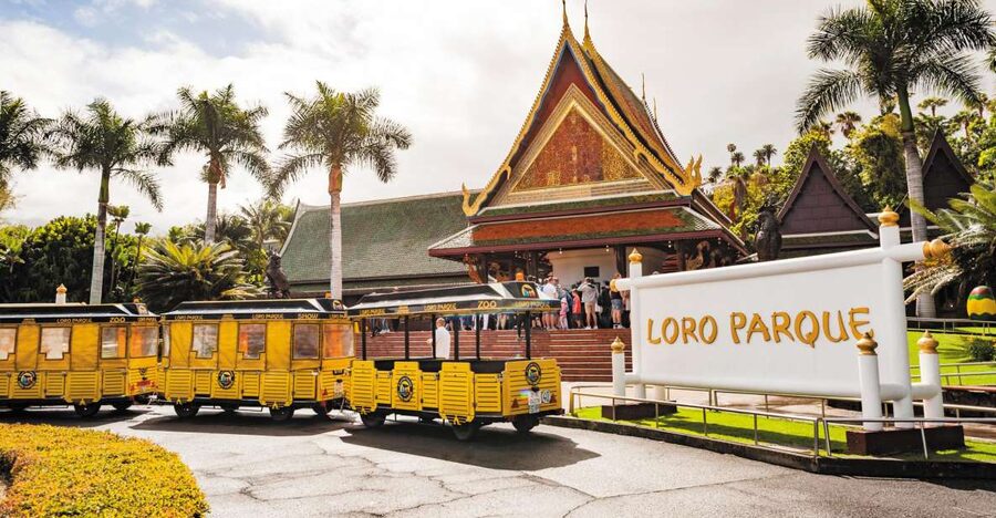 From South Tenerife: Loro Park Zoo Ticket & Hotel Transfers - Leaving the sunny south for greener Puerto de la Cruz