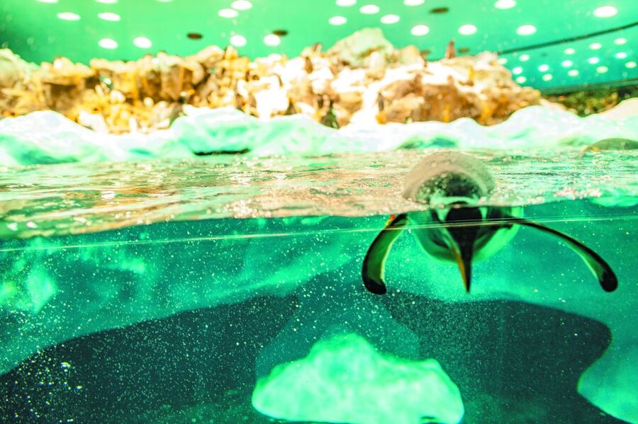 From South Tenerife: Loro Park Zoo Ticket & Hotel Transfers - Planet Penguin and the appeal of a cold Antarctic room