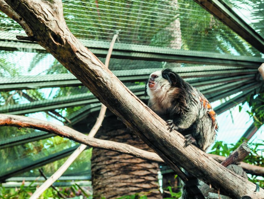 From South Tenerife: Loro Park Zoo Ticket & Hotel Transfers - Katandra TreeTops and the bird collection