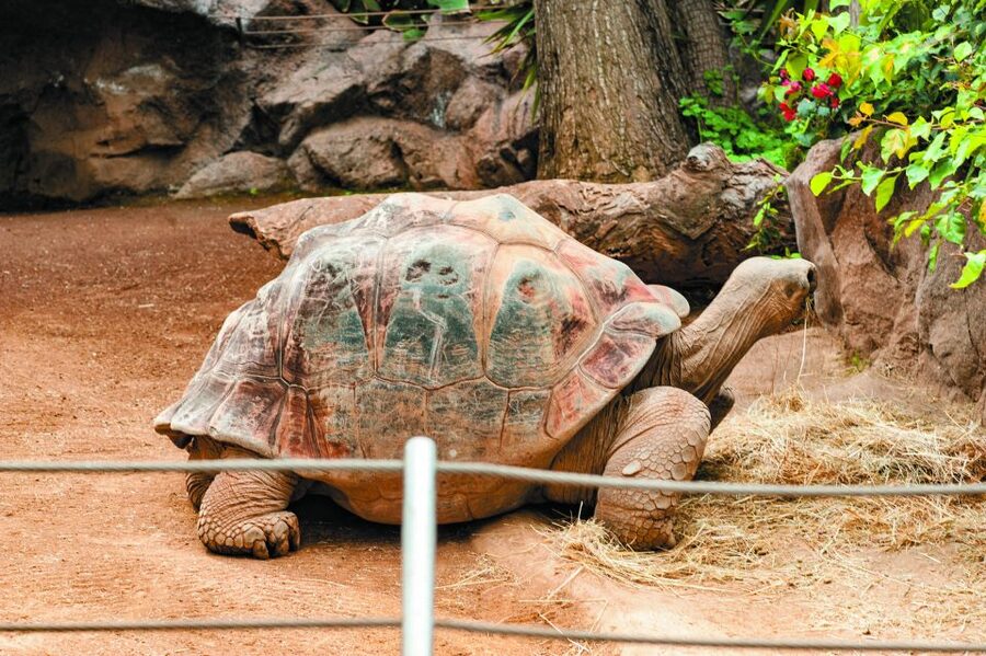 From South Tenerife: Loro Park Zoo Ticket & Hotel Transfers - How much time you really get inside