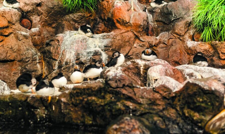 From South Tenerife: Loro Park Zoo Ticket & Hotel Transfers - Food, drinks, and a practical lunch plan