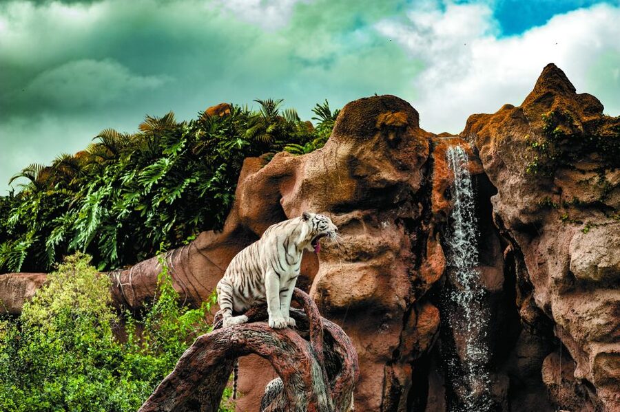 From South Tenerife: Loro Park Zoo Ticket & Hotel Transfers - Is $75 good value from South Tenerife?