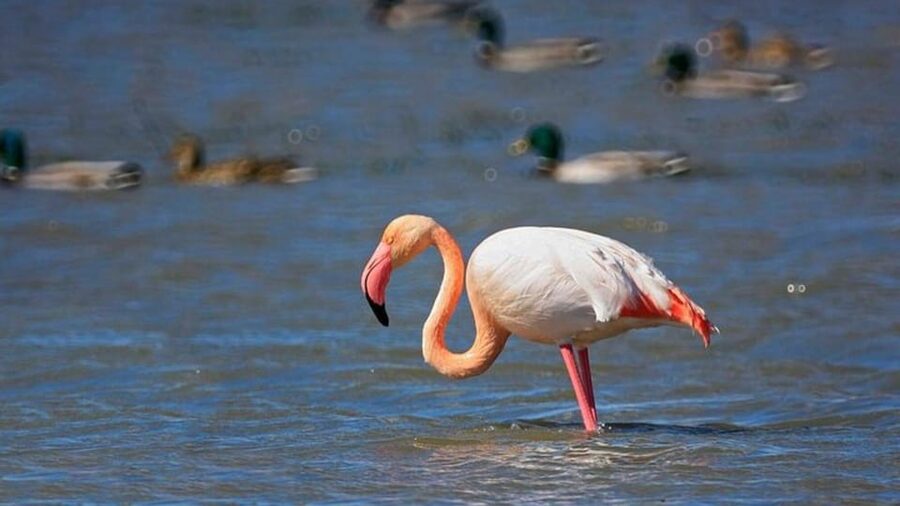 From Valencia: Albufera Day Trip with Boat Tour and Transfer - Guides, languages, and the pace