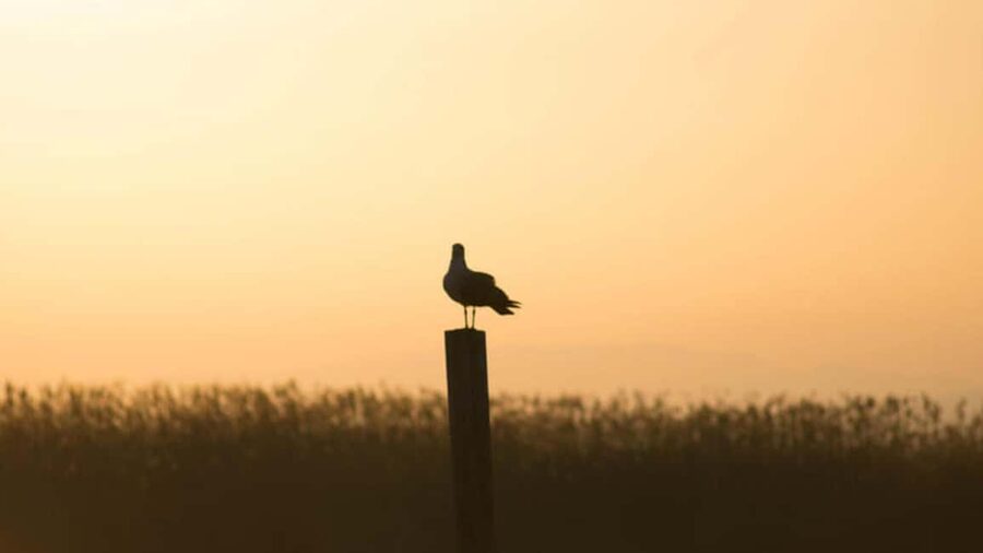 From Valencia: Albufera Day Trip with Boat Tour and Transfer - Starting at Serranos Towers