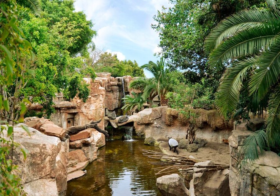 Fuengirola: Bioparc Entrance Ticket - Five things to know before you go
