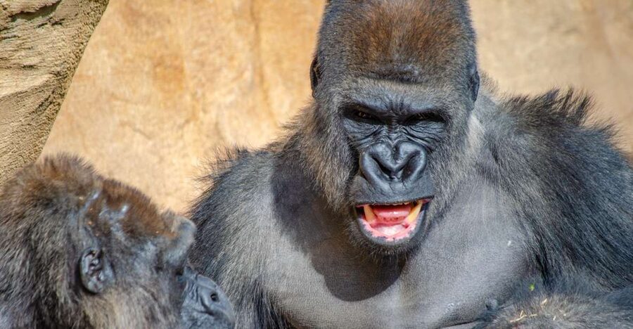 Fuengirola: Bioparc Entrance Ticket - Equatorial Africa brings the biggest animal moments
