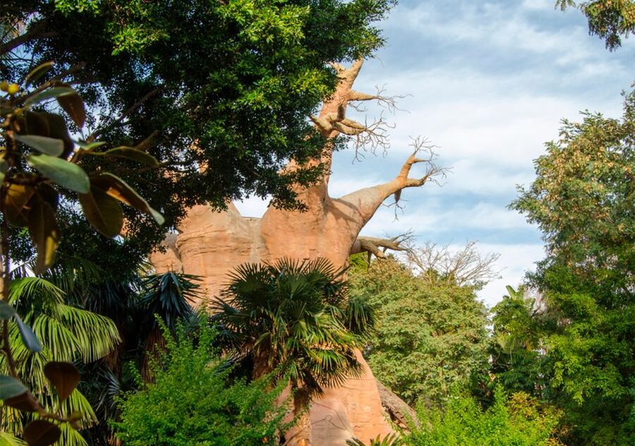 Fuengirola: Bioparc Entrance Ticket - Feeding sessions and shows are worth planning around