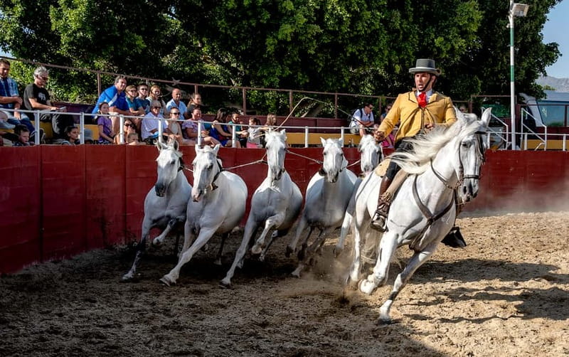 Fuengirola: Spanish Horse Show with Optional Dinner/Flamenco - Who will enjoy this Spanish night most?