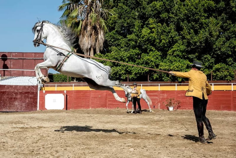 Fuengirola: Spanish Horse Show with Optional Dinner/Flamenco - Paella dinner in the Sanchez family trophy room