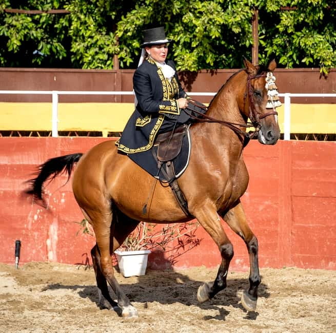 Fuengirola: Spanish Horse Show with Optional Dinner/Flamenco - The 21:30 flamenco finale