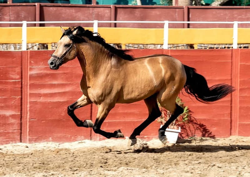 Fuengirola: Spanish Horse Show with Optional Dinner/Flamenco - Bus pickup from the Costa del Sol