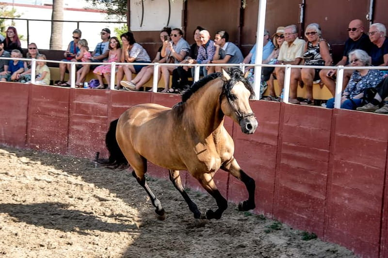 Fuengirola: Spanish Horse Show with Optional Dinner/Flamenco - The 6 p.m. Cartujano horse show