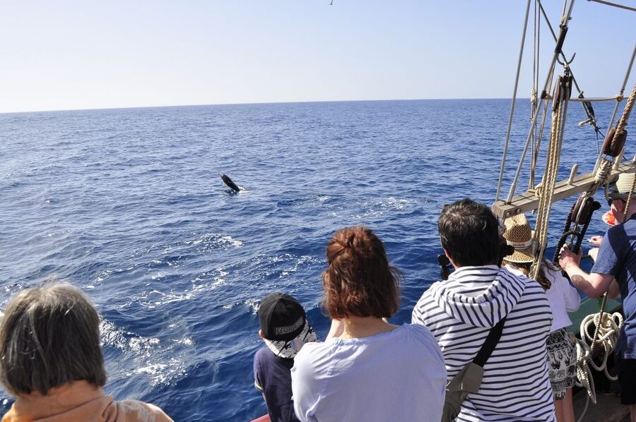 Fuerteventura: 4-Hour Pirate Sailing Adventure - The pirate crew sets the tone