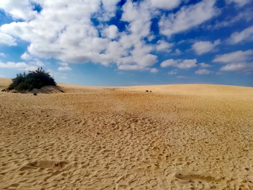 Fuerteventura: Corralejo Sand Dunes Guided Shore Excursion - What the German guide adds