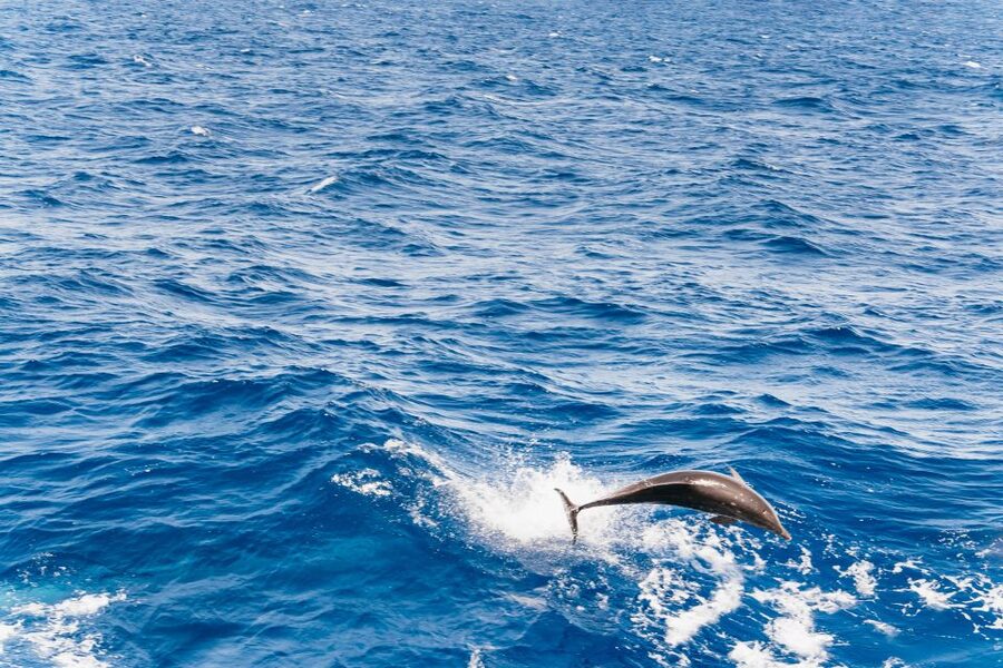 Fuerteventura: Glass Bottom Boat Cruise with Lunch & Drinks - Key details to know before booking