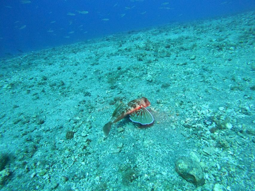 Fuerteventura: Guided Snorkeling in La Lajita with Pickup - The 50-minute format: enough for a first try
