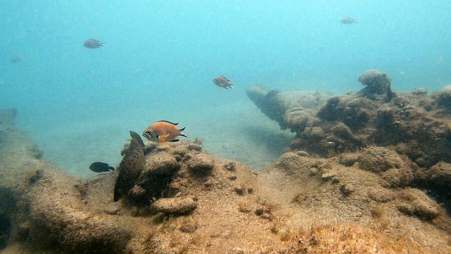 Fuerteventura: Introduction to Scuba Diving - Practicing in shallow water at La Lajita