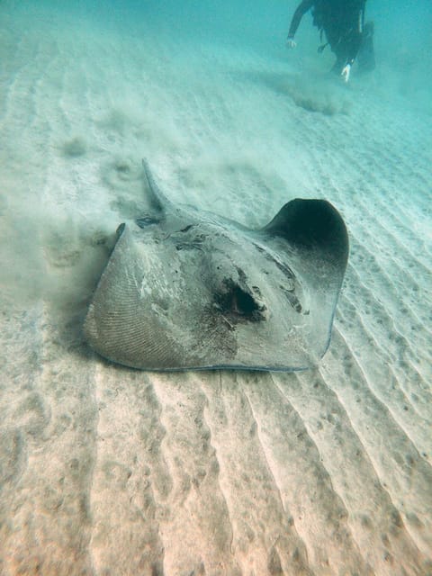 Fuerteventura: Introduction to Scuba Diving - The underwater session and the pace of the group