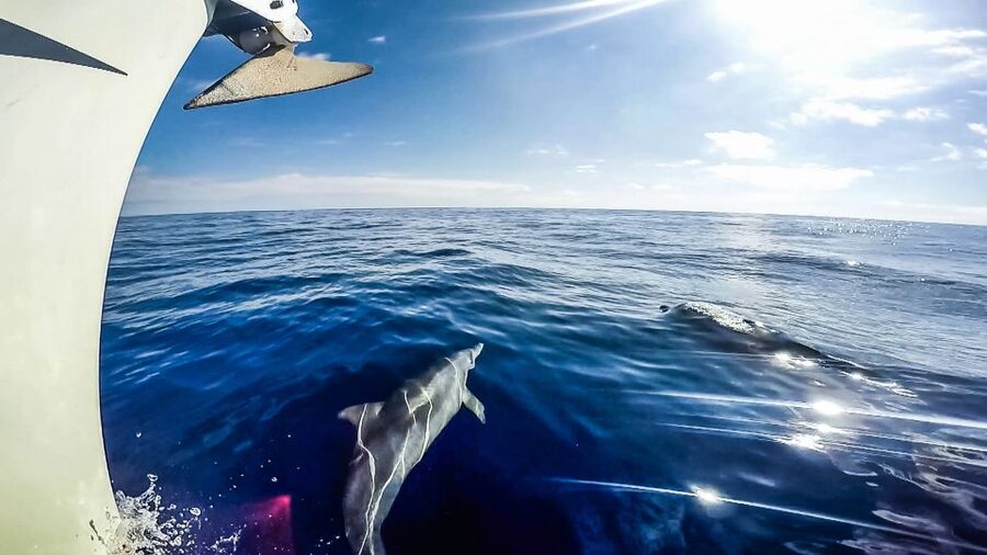 Fuerteventura: Sailing with Snorkeling and Dolphin Watching - Who will enjoy this sailing trip most?