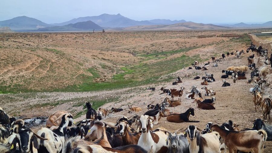 Fuerteventura: Tapas and Local Life Guided Tour - Who should book this Fuerteventura tour?