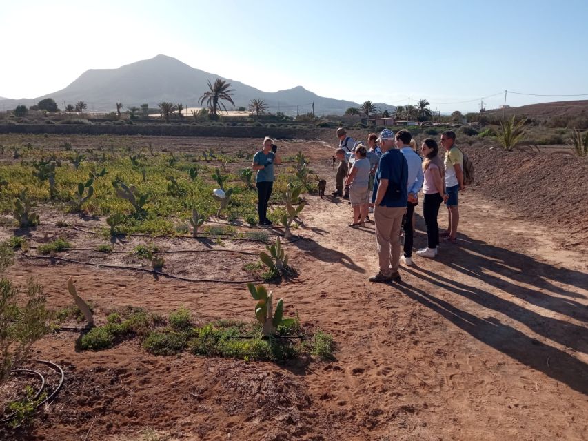 Fuerteventura: Tapas and Local Life Guided Tour - Meeting the island through cactus fruit and mojo