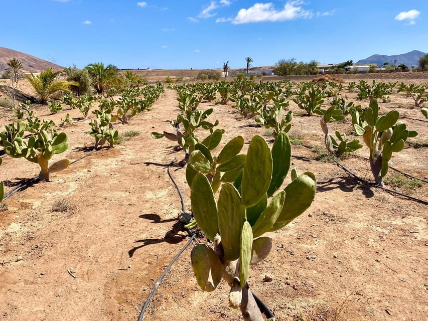 Fuerteventura: Tapas and Local Life Guided Tour - The olive farm and a taste of local oil