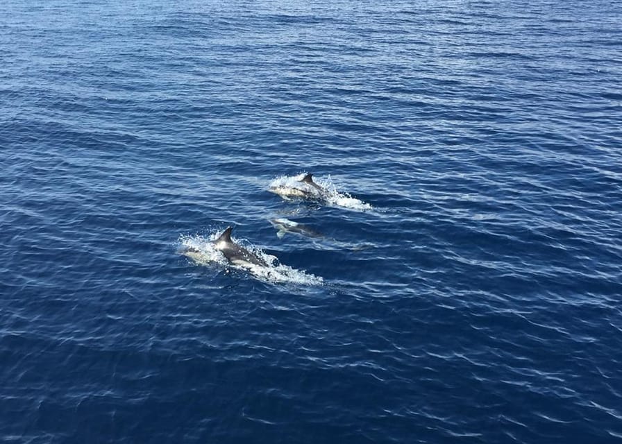 Fuerteventura: Whale & Dolphin Watching Boat Tour with Guide - Key points at a glance