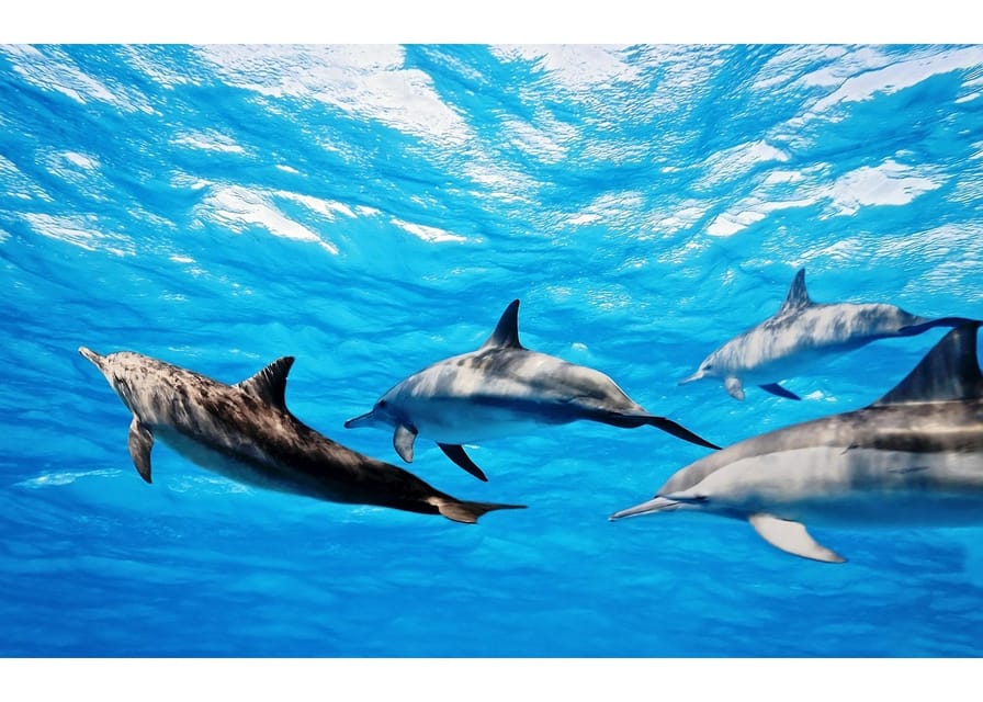 Fuerteventura: Whale & Dolphin Watching Boat Tour with Guide - Setting sail between two Canary Islands