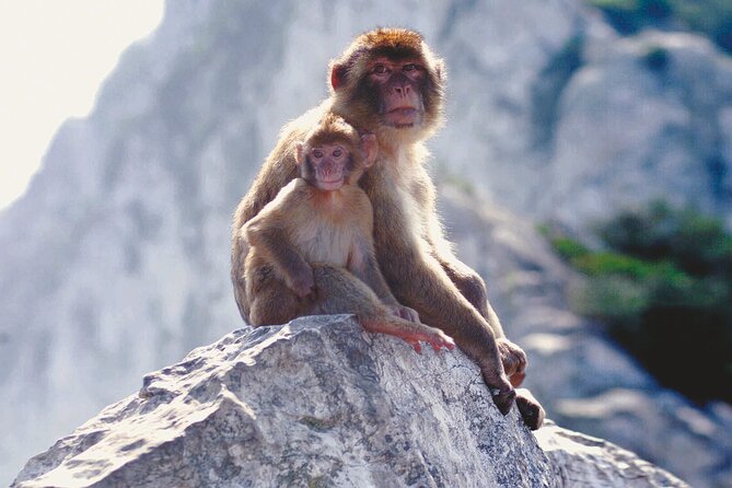 Gibraltar Rock Guided Tour - Timing, roads, and physical comfort