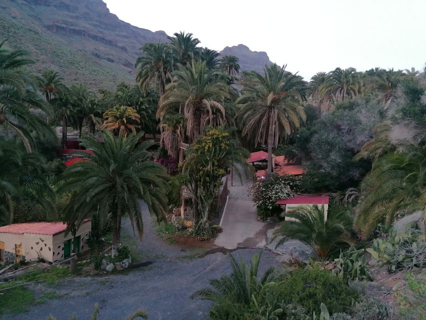 Gran Canaria: Camel Ride at Camel Safari Park - Riding Through the Palm Oasis