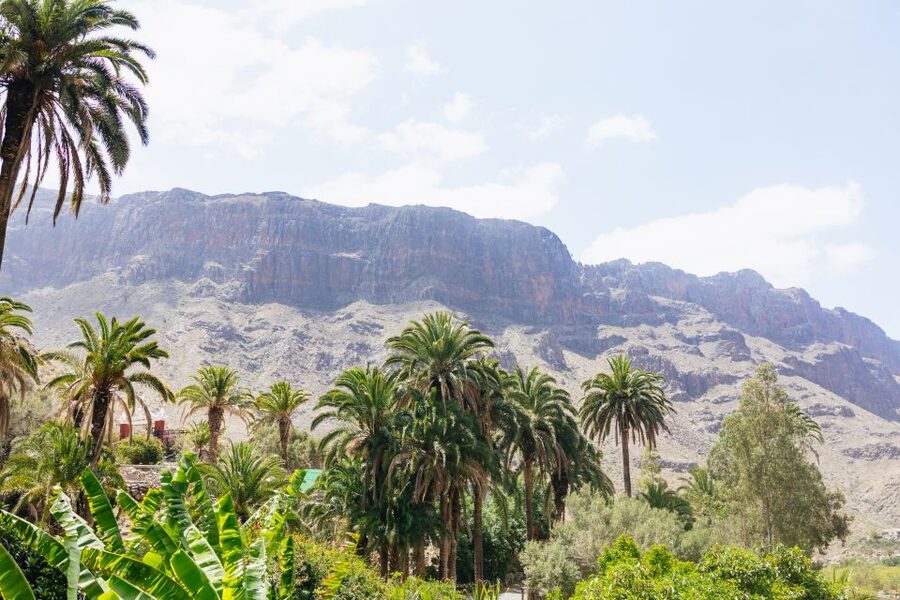 Gran Canaria: Camel Ride Safari w/ Optional Food & Transport - Key points to know before booking