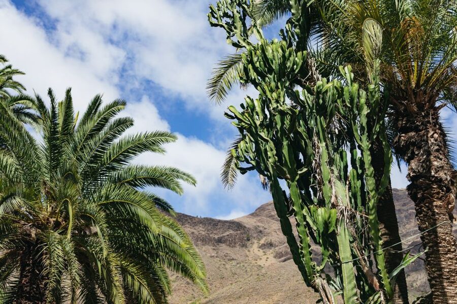 Gran Canaria: Camel Ride Safari w/ Optional Food & Transport - Exploring a garden in the desert