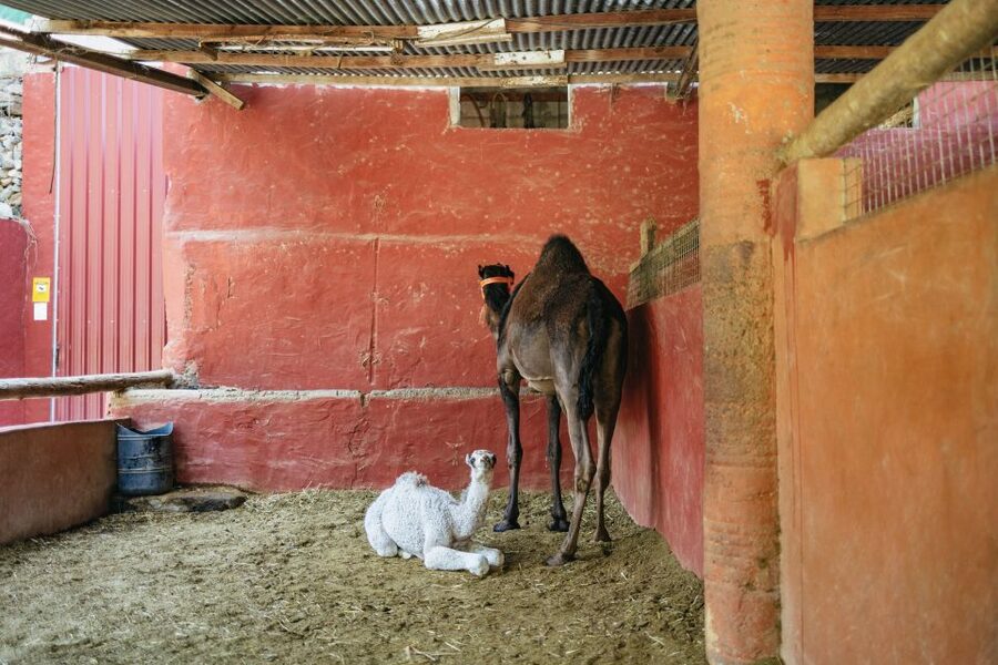Gran Canaria: Camel Ride Safari w/ Optional Food & Transport - Feeding donkeys and farm animals