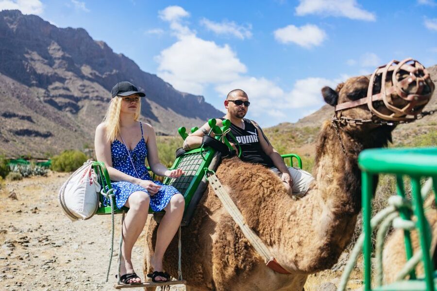 Gran Canaria: Camel Ride Safari w/ Optional Food & Transport - Meeting the camels before the ride