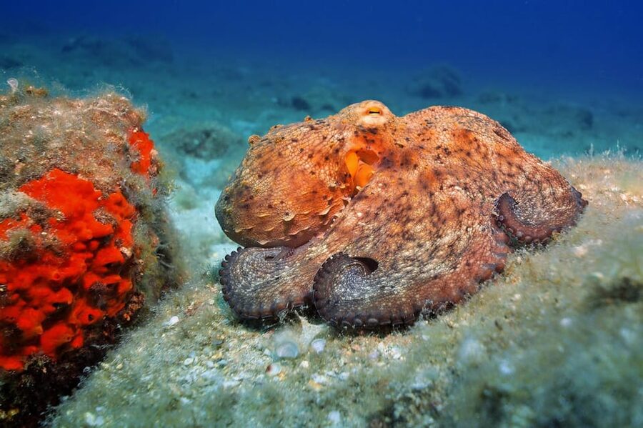 Gran Canaria: Discover Scuba Diving Beginner Program - Language, organization, and what could go wrong