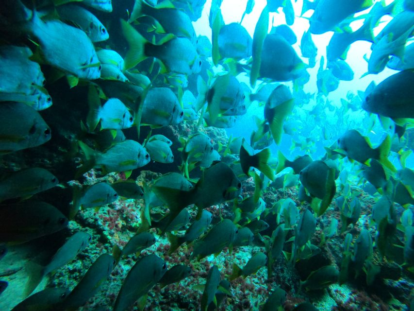 Gran Canaria: Discover Scuba Diving - Free Transfers - Why the $105 price can make sense