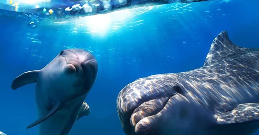 Gran Canaria: Dolphin and Whale Watching Cruise - Key points to know before you book