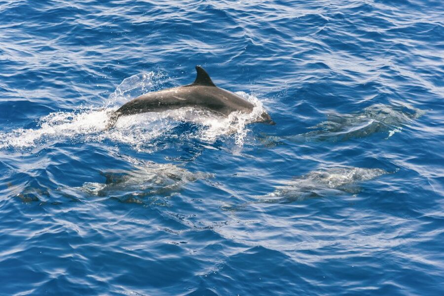Gran Canaria: Dolphin and Whale Watching Cruise - Who should book this cruise?
