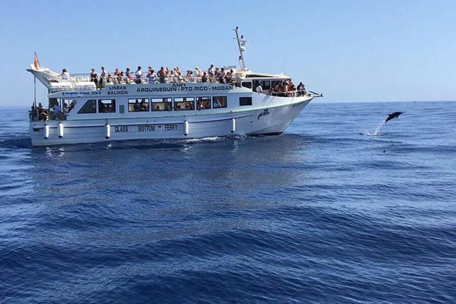 Gran Canaria: Dolphin and Whale Watching Cruise - Dolphins, whales, and the luck of the sea