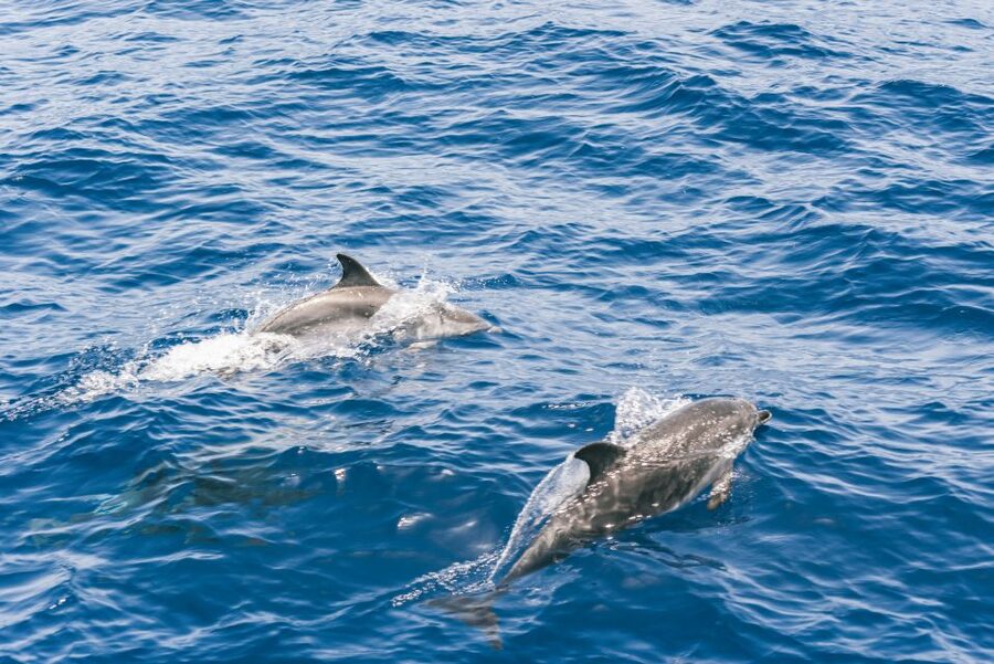 Gran Canaria: Dolphin and Whale Watching Cruise - How the crew shapes the experience