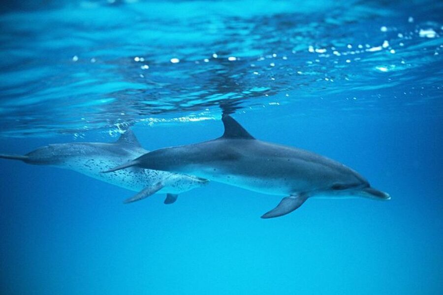 Gran Canaria: Dolphin and Whale Watching Cruise - Sea conditions, heat, and seasickness