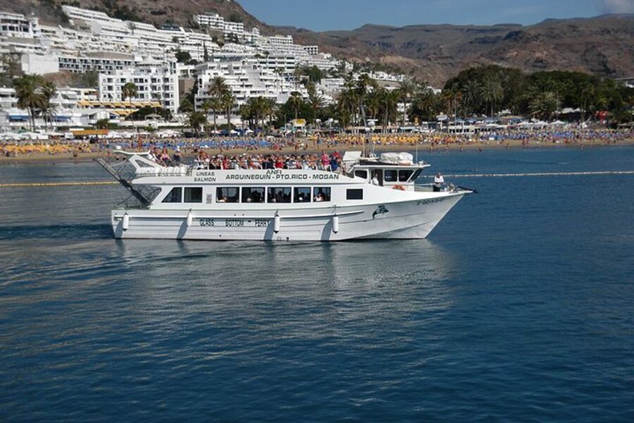 Gran Canaria: Dolphin and Whale Watching Cruise - Photography without missing the moment