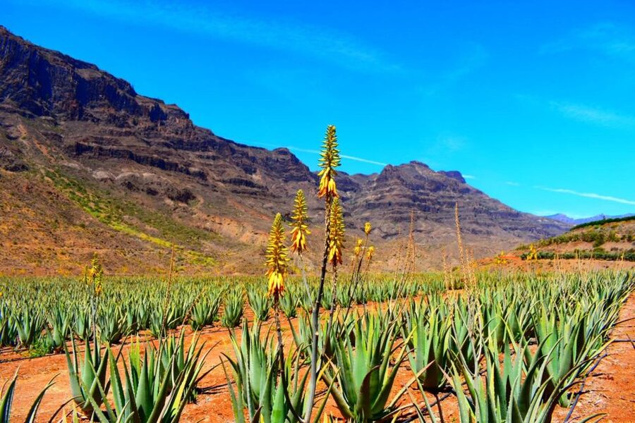 Gran Canaria: Full-Day VIP Tour by Bus - Pickup details that can make or break the day